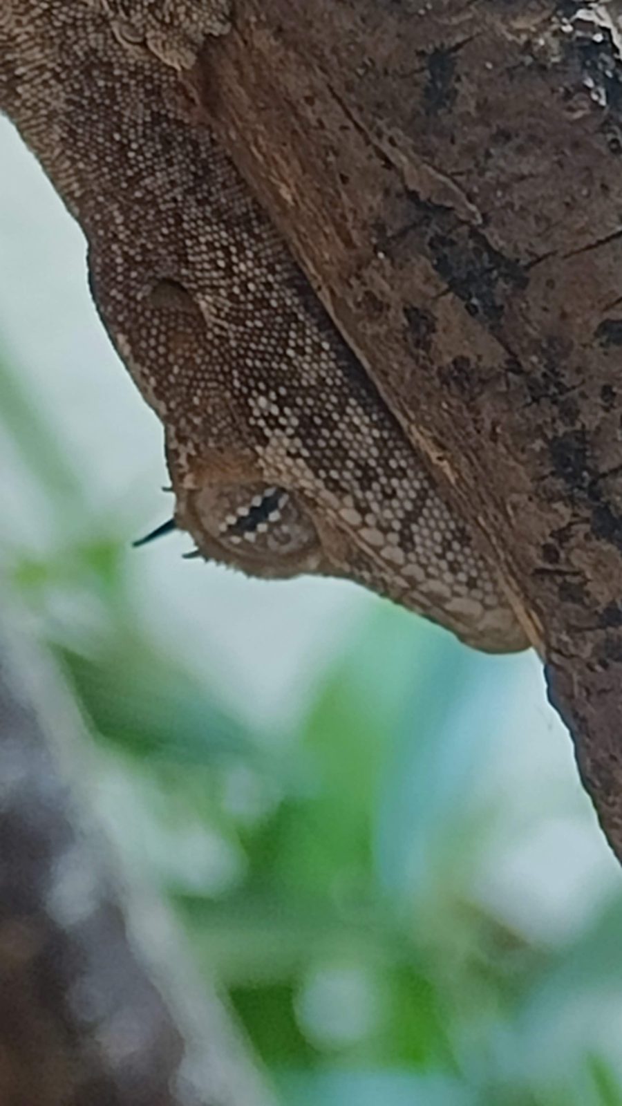 Australischer Stachelschwanzgecko getarnt an einem Ast