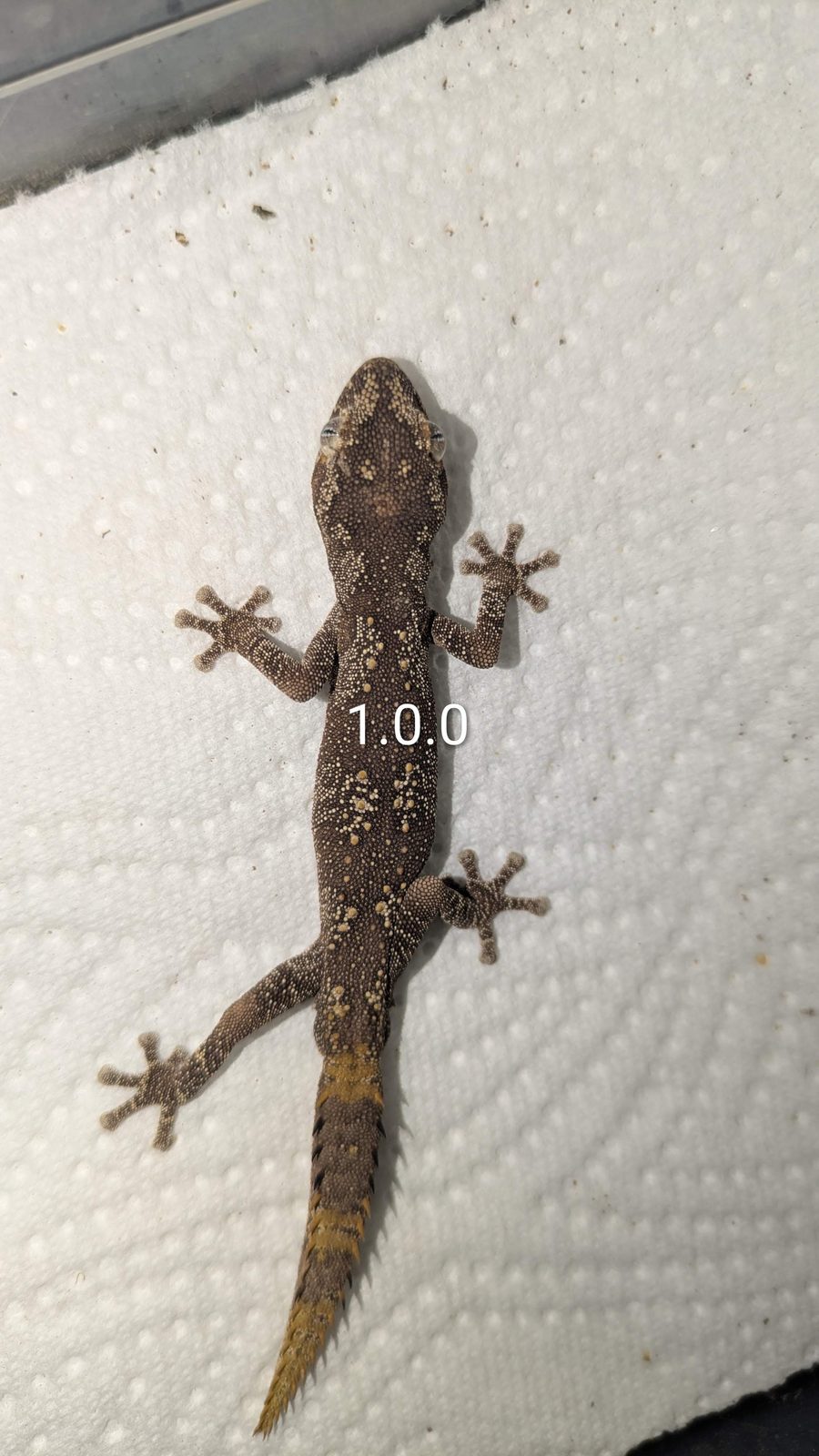 Stachelschwanzgecko von oben beim Gesundheitscheck