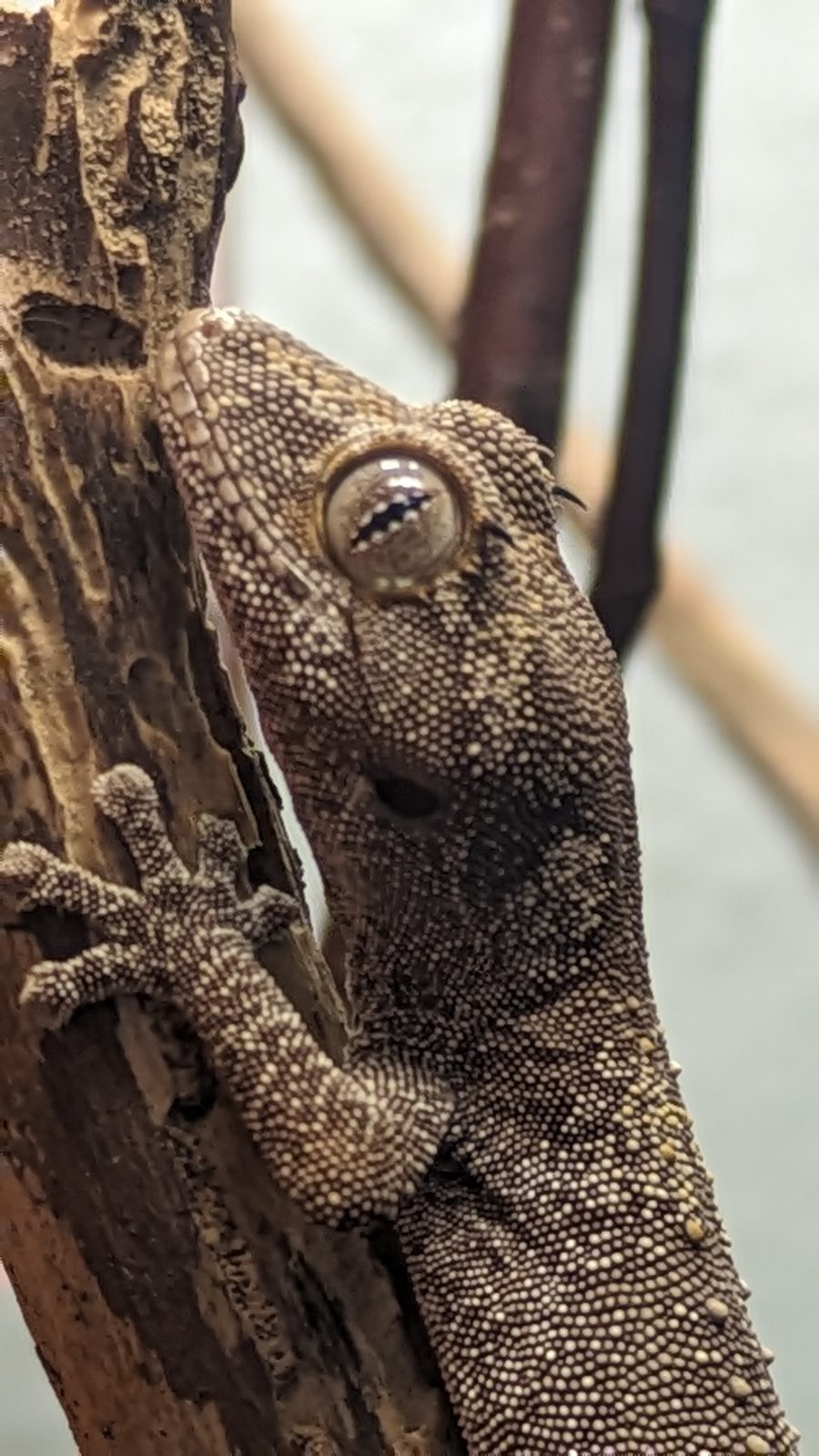 Detailaufnahme des Auges eines Stachelschwanzgeckos
