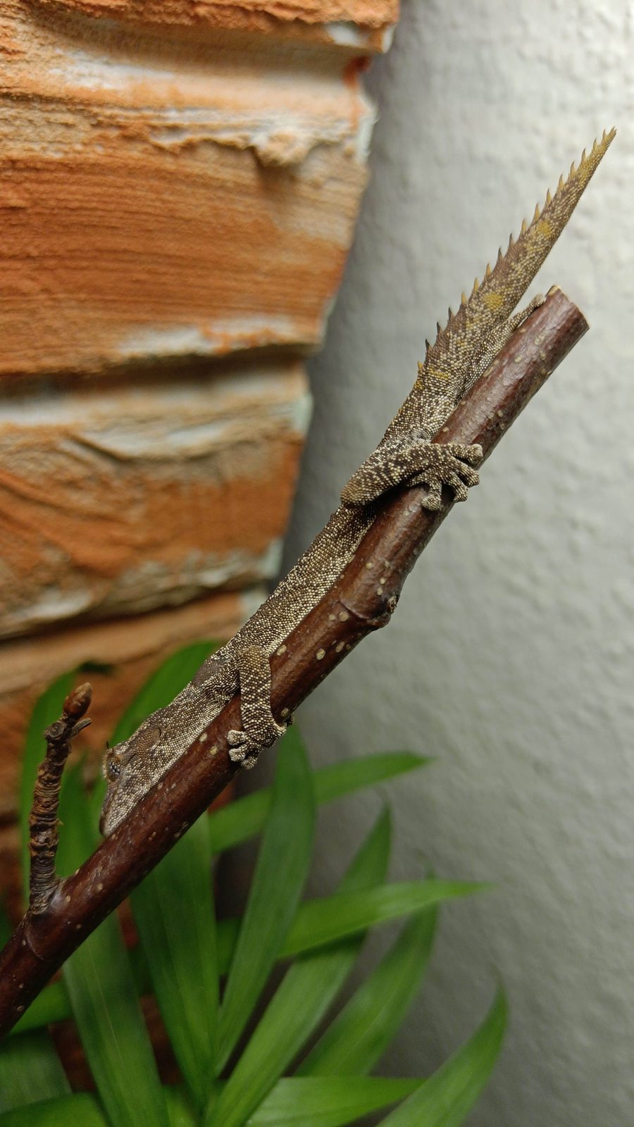 Stachelschwanzgecko auf einem Kletterast mit aufgestelltem Schwanz