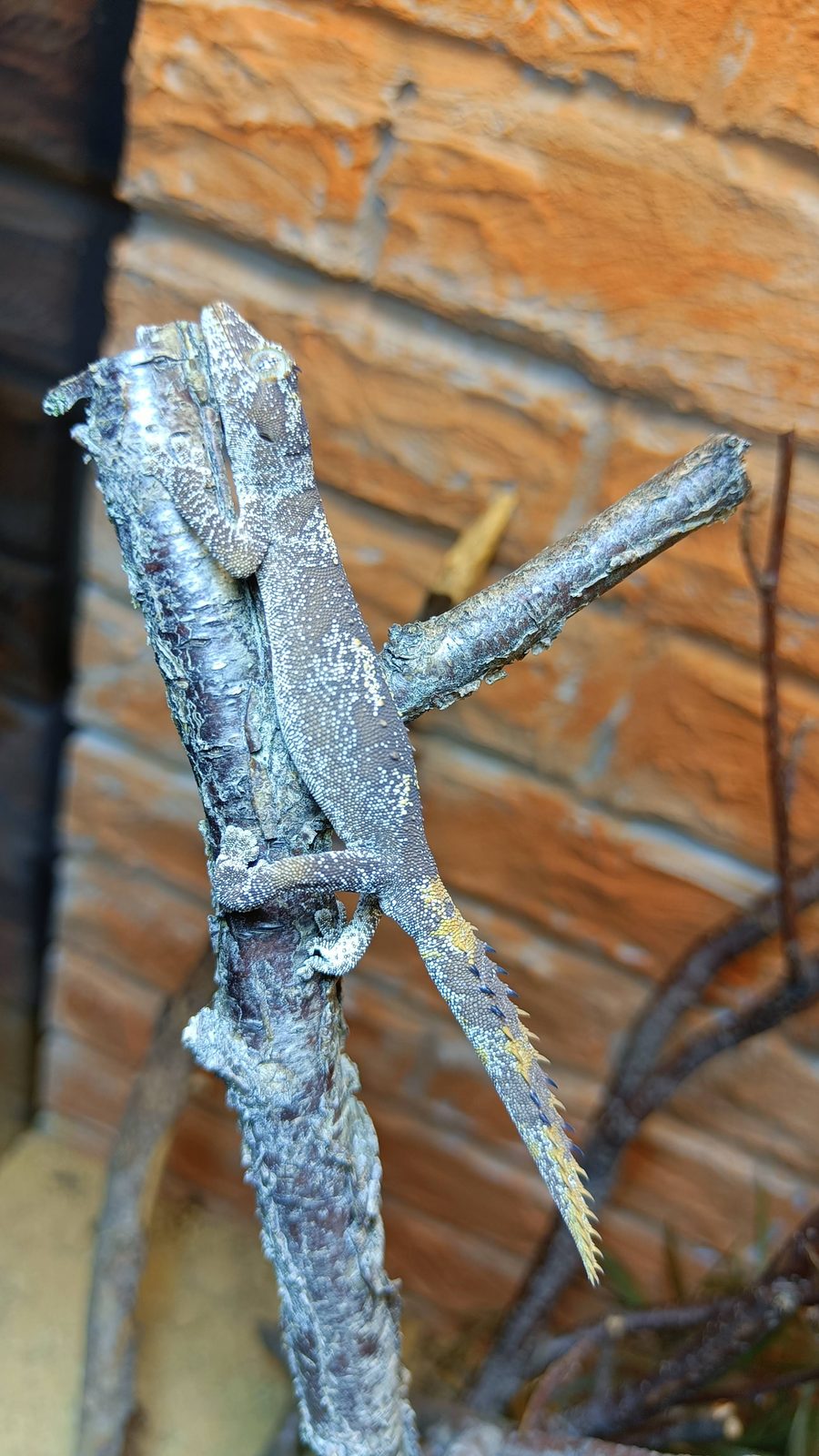 Stachelschwanzgecko klettert an einem Ast, Schwanzstacheln sichtbar