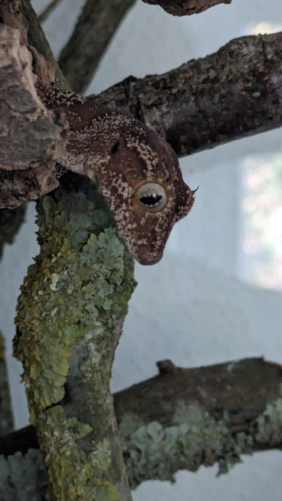Kopfporträt eines Stachelschwanzgeckos mit großem Auge