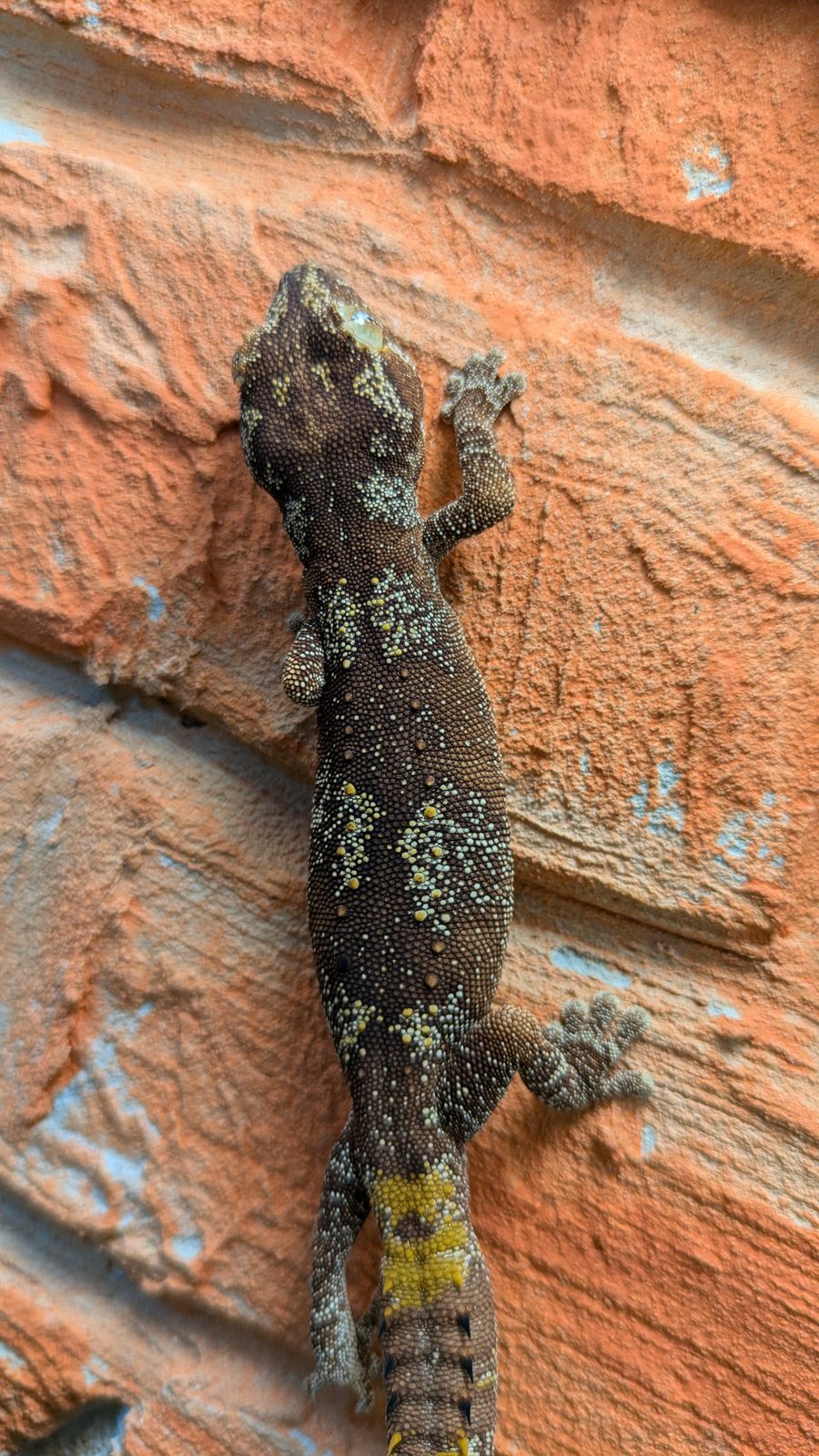 Stachelschwanzgecko in Ganzkörperansicht an der Terrarienwand