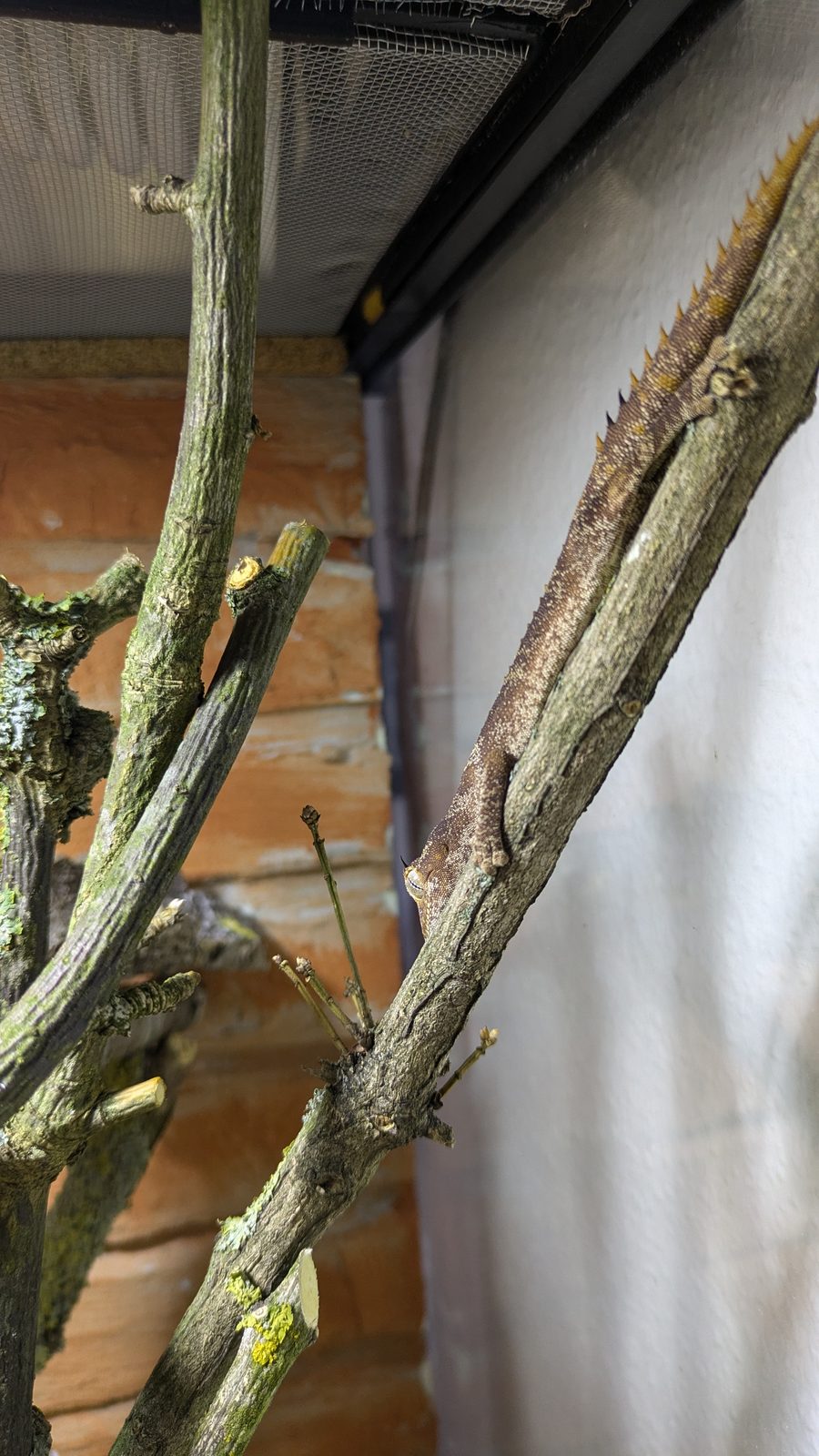 Stachelschwanzgecko ruht weit oben im Geäst des Terrariums