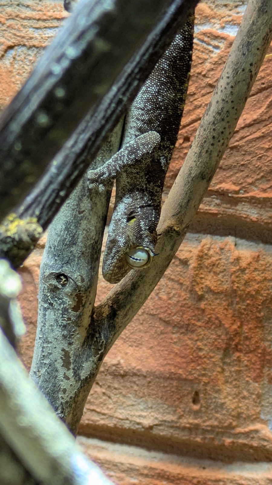 Stachelschwanzgecko kopfüber auf einem Ast