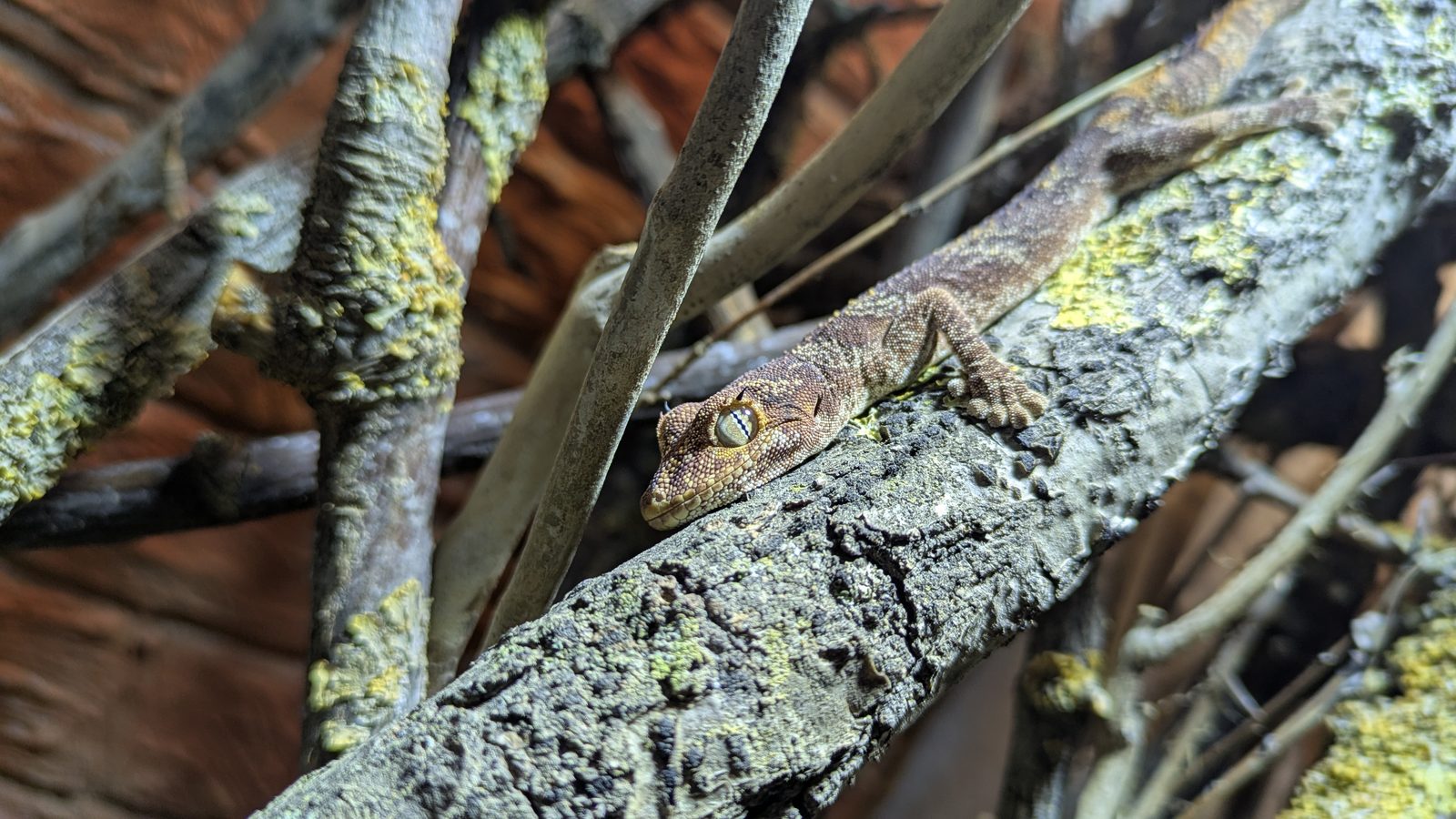Stachelschwanzgecko liegt entspannt auf einem bemoosten Kletterast