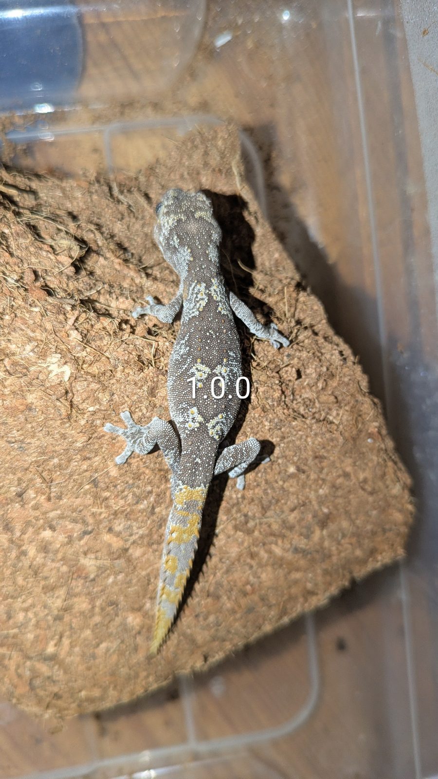 Männlicher Stachelschwanzgecko mit gelb gezeichnetem Schwanz